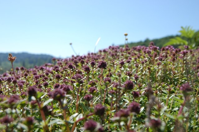 DSC_08021.jpg