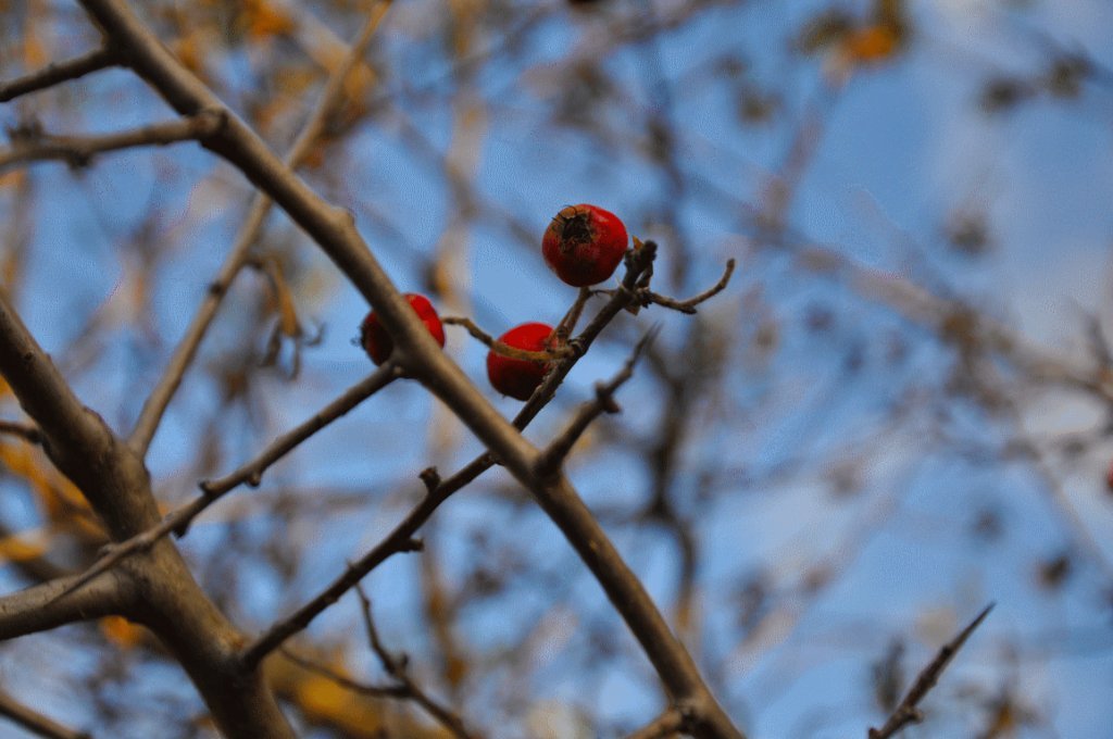 DSC_0846.gif