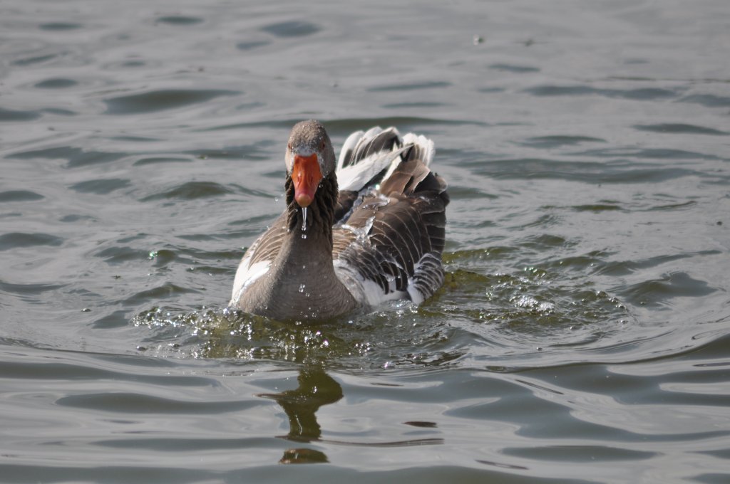DSC_0926.JPG