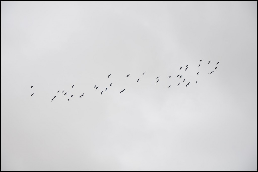 DSC_1843 (Large).JPG