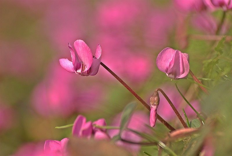DSC_2344.jpg