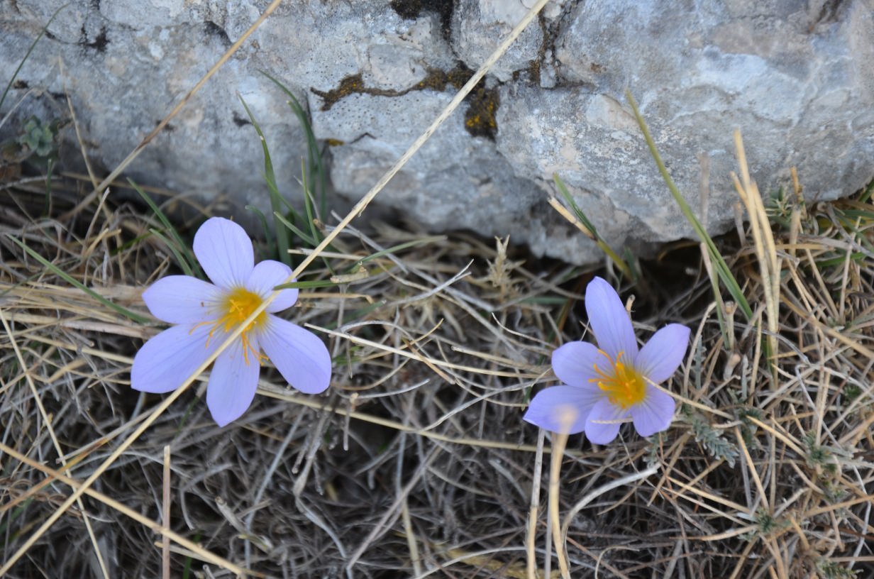 DSC_2406.jpg