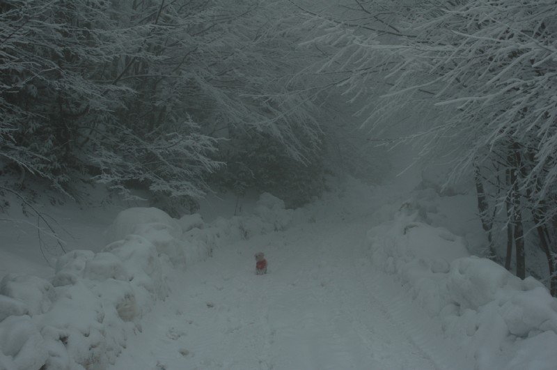 DSC_2632.JPG