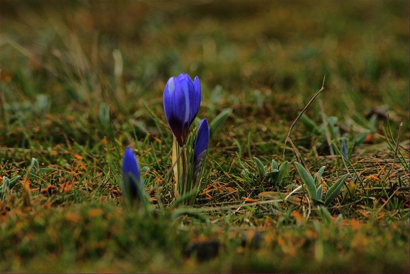 DSC_2738.jpg