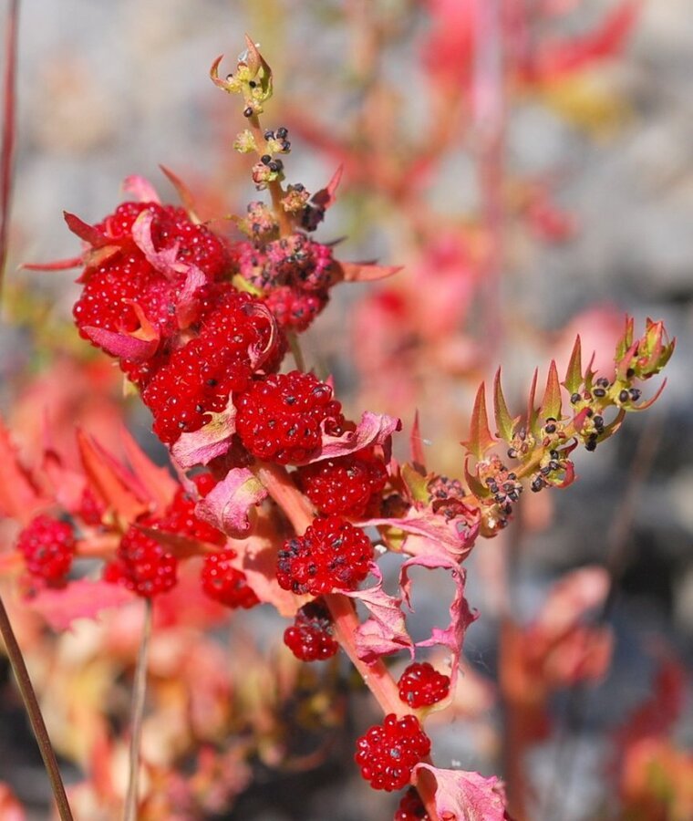 DSC_3097d.jpg