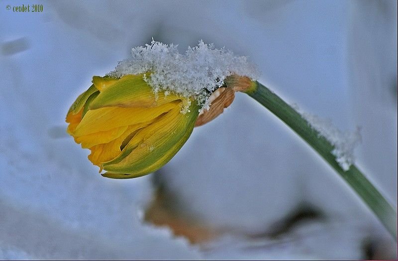 DSC_3568-crop.jpg