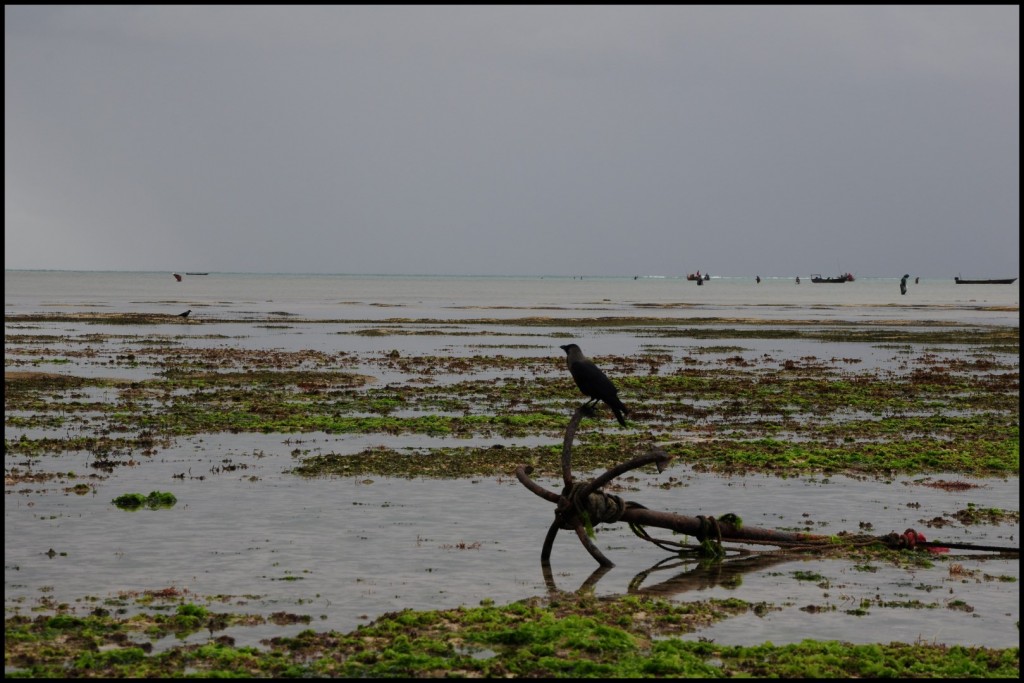DSC_3990 (Large).JPG