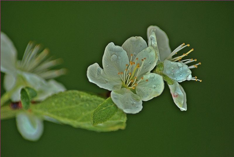 DSC_4350.jpg