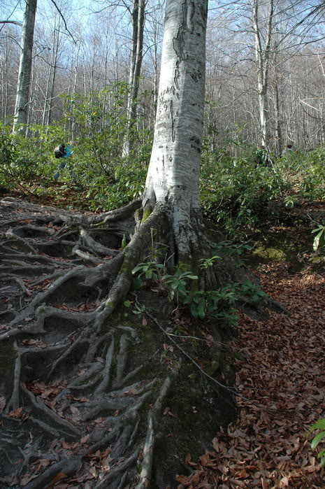 DSC_4383.jpg