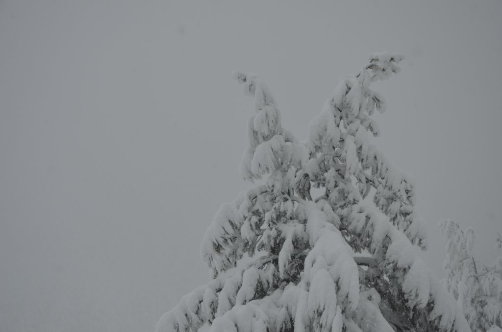 DSC_4913.JPG