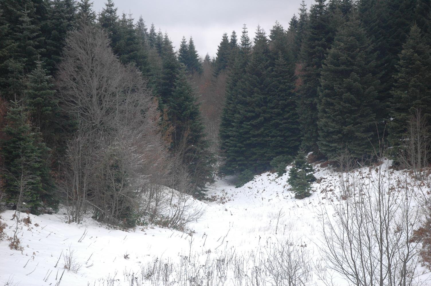 DSC_5299.jpg