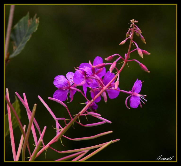 DSC_71511590.jpg