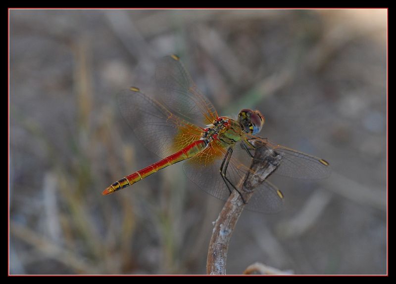 DSC_7180.jpg
