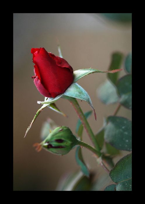 DSC_7720.jpg