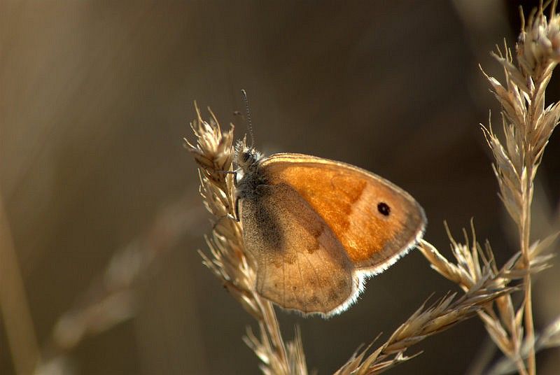 DSC_8156.jpg