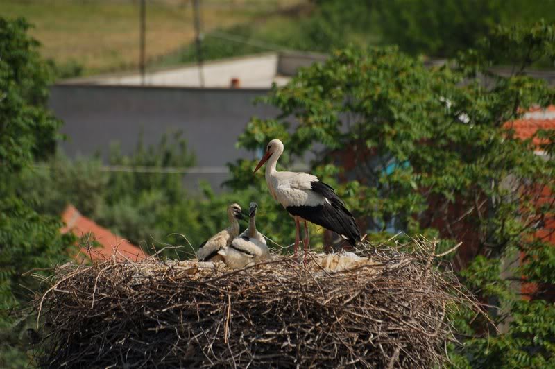 DSC_8157.jpg