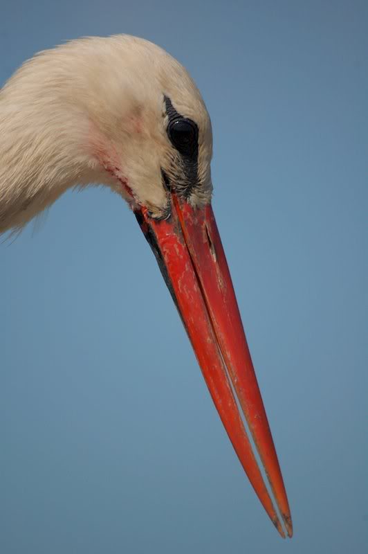 DSC_8181.jpg