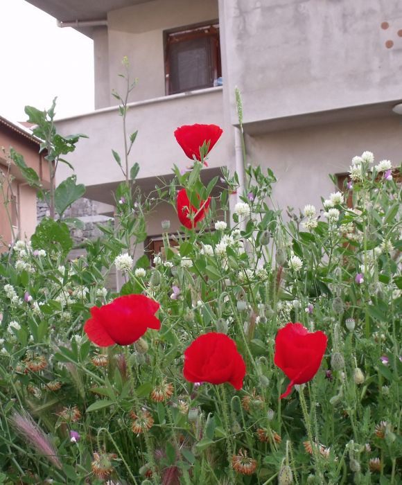 DSCF0251 - Kopya (2).jpg