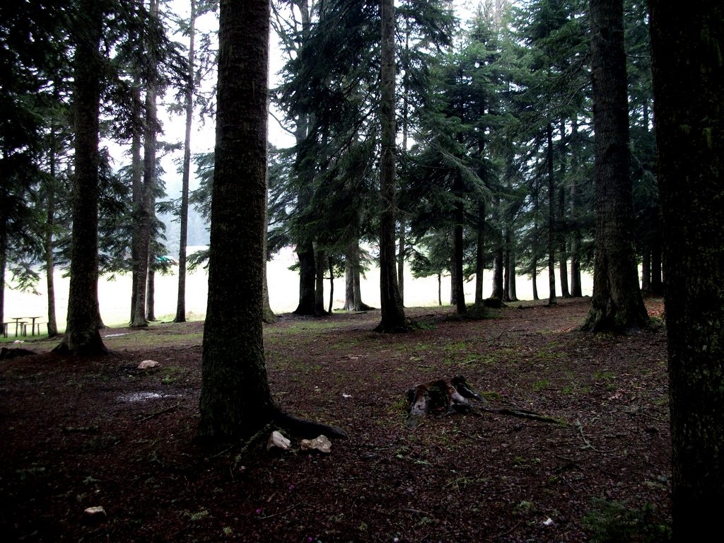 DSCF0527.jpg