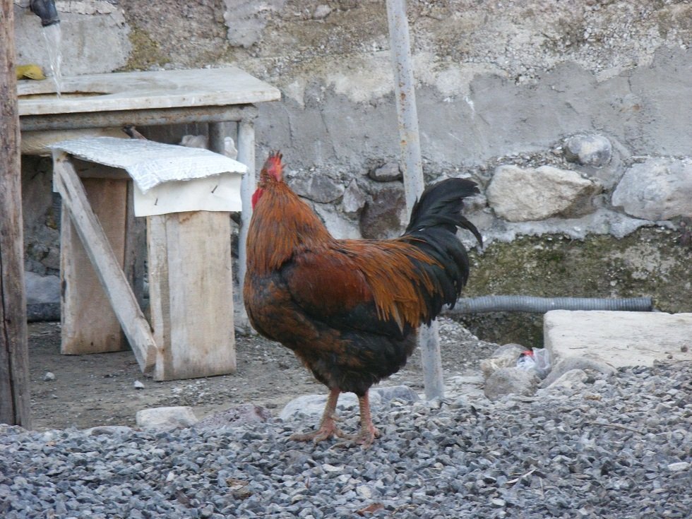 DSCF0579.JPG