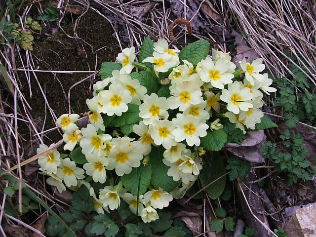 DSCF1051.jpg