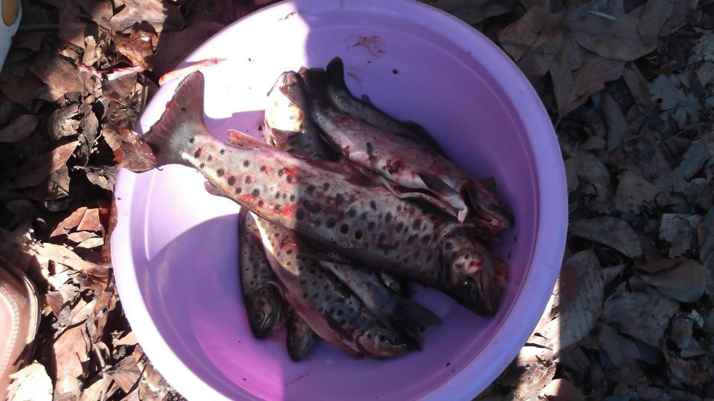 DSCF1529.JPG