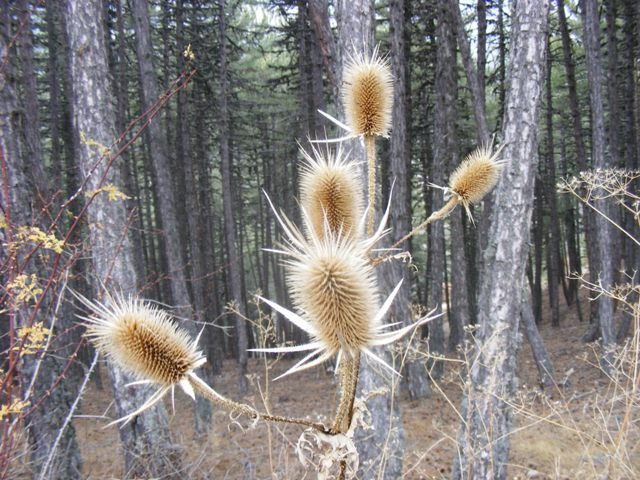 DSCF4183.jpg