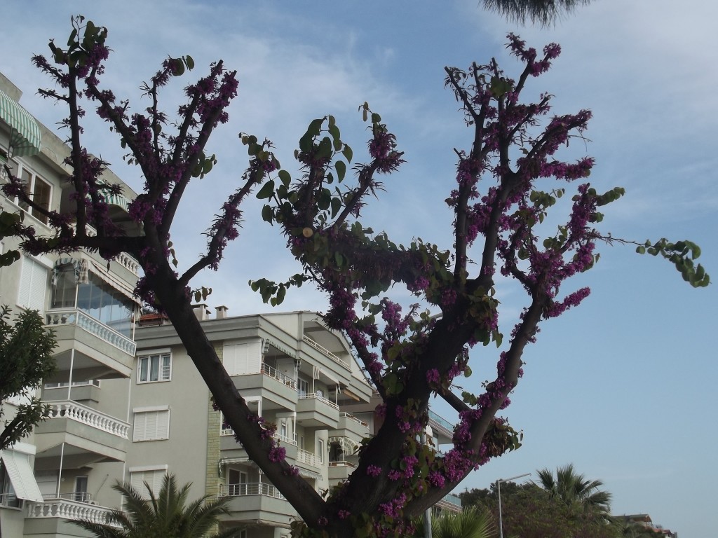 DSCF5823.JPG