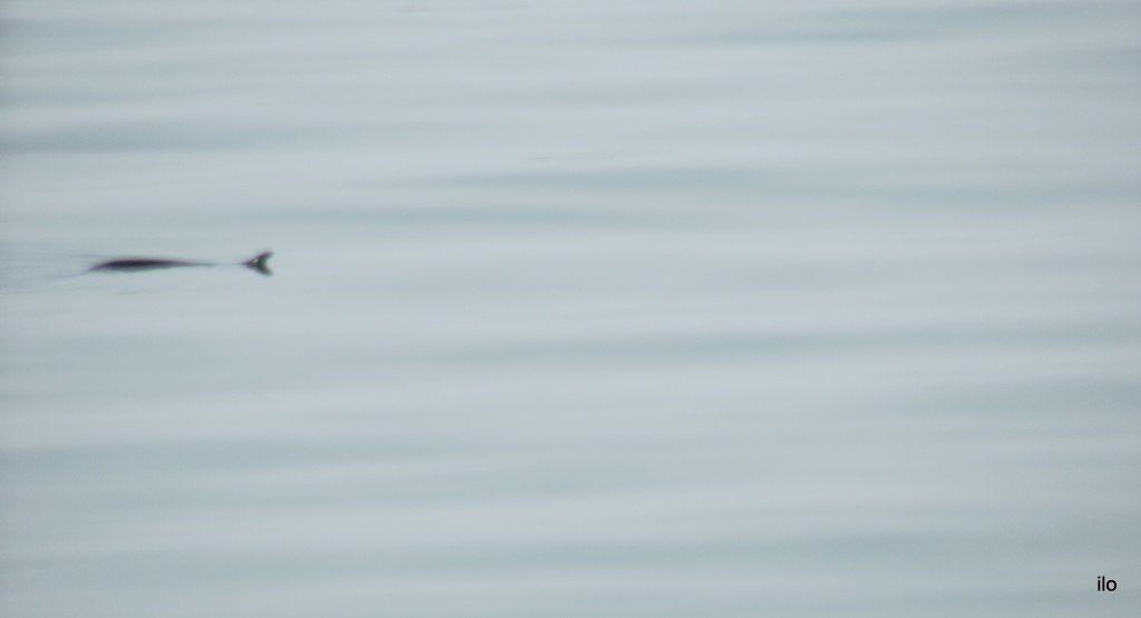 DSCF7822.JPG