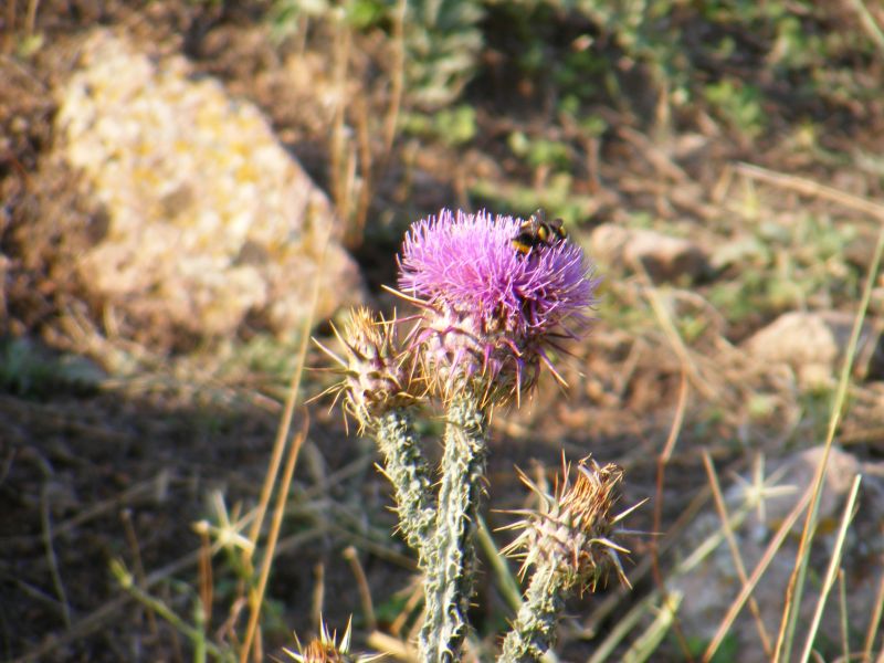 DSCF8607.jpg