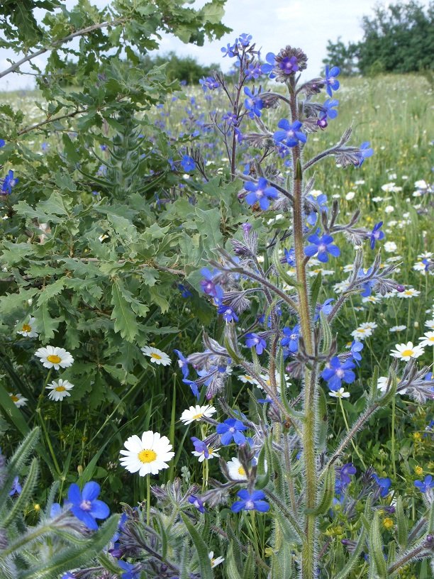 DSCF8913.JPG