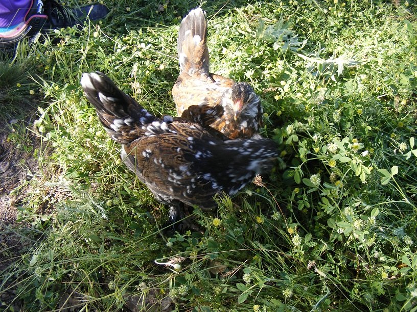 DSCF9126.JPG
