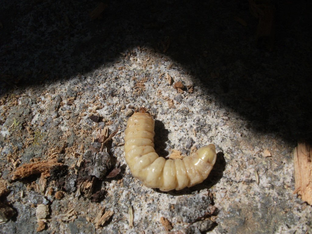 DSCF9164.JPG