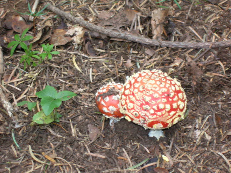 Dscn0070.jpg