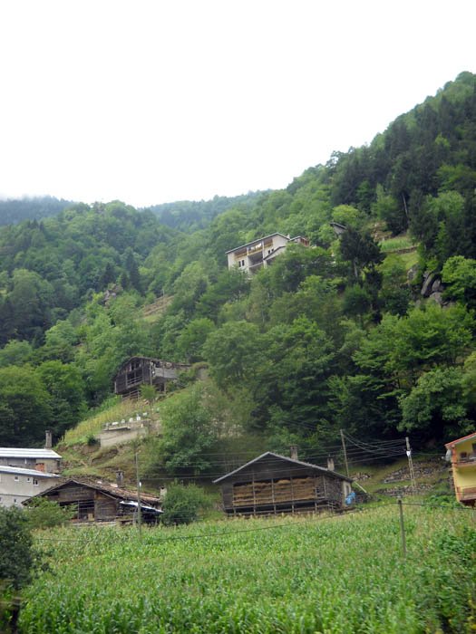 DSCN2406c.jpg