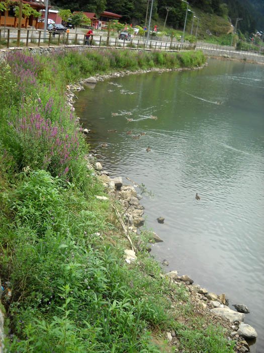 DSCN2451c.jpg