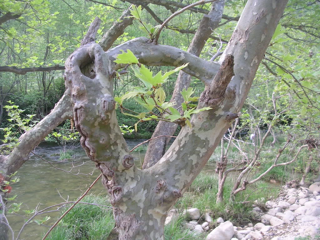 DSCN7754.jpg