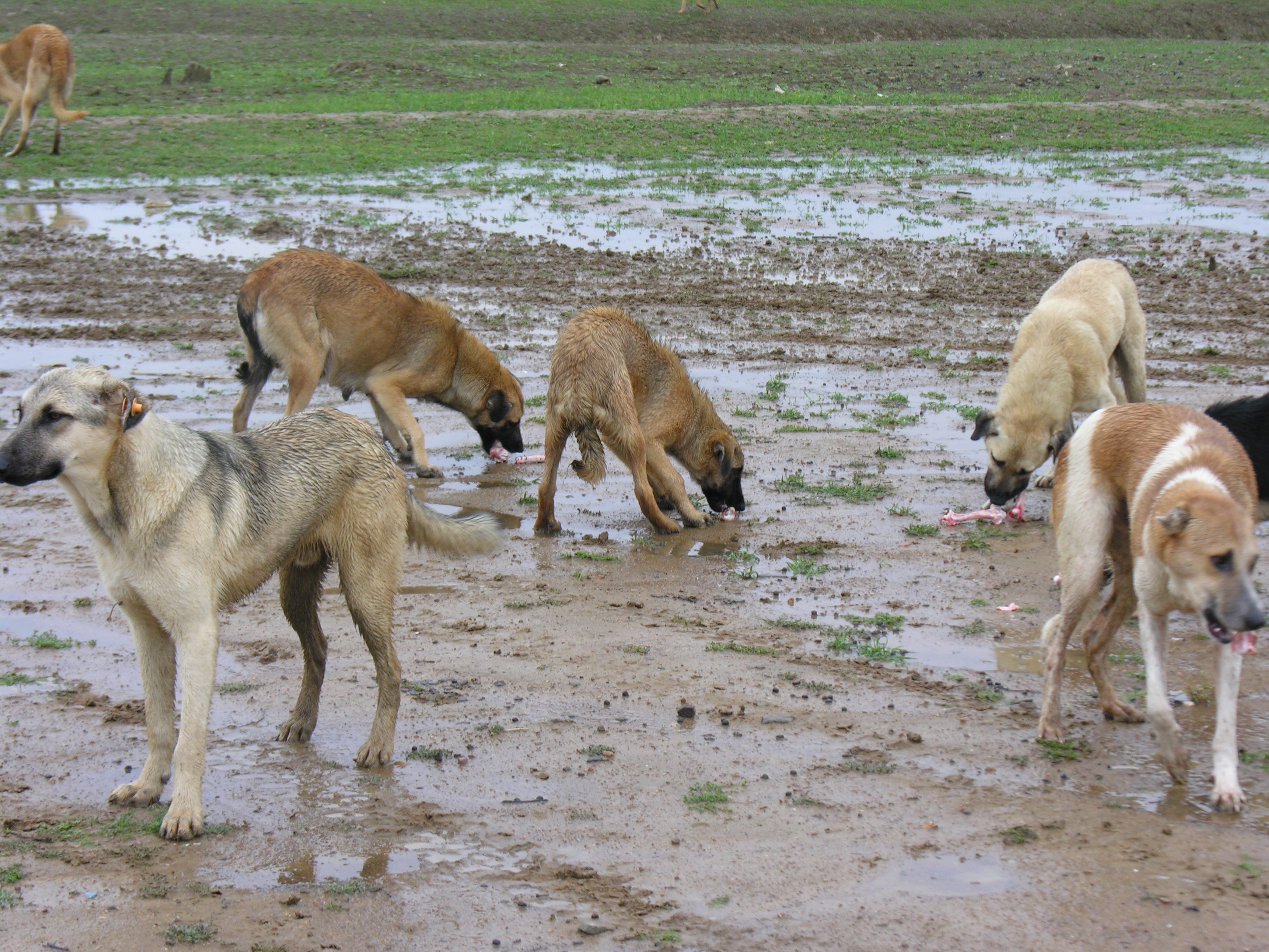 DSCN7950.jpg