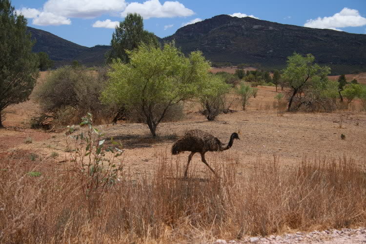 Emu3.jpg