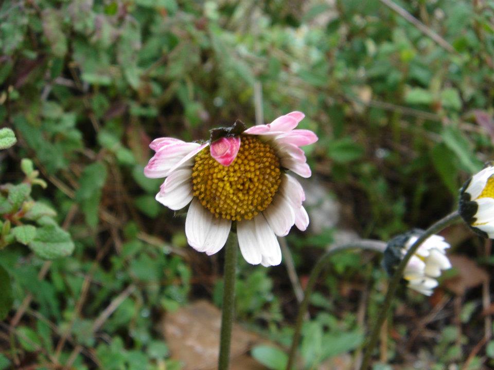 Ertan AÃƒÂƒÃ‚Â„ÃƒÂ‚Ã‚ÂŸabeyin Objektifen 052.jpg