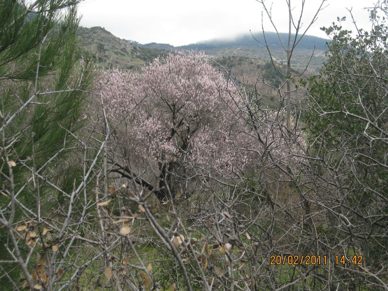 Ev ka-4 - ÃƒÂƒÃ‚ÂƒÃƒÂ‚Ã‚Â‡amiÃƒÂƒÃ‚ÂƒÃƒÂ‚Ã‚Â§i 156.jpg