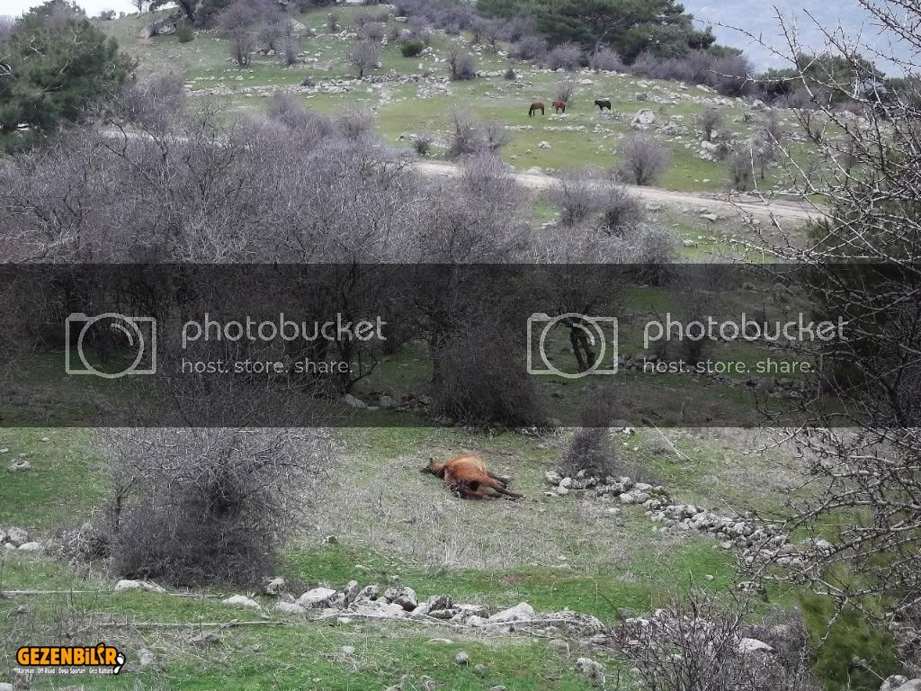 Evka4den-Harmandalna11Mart201200076.jpg