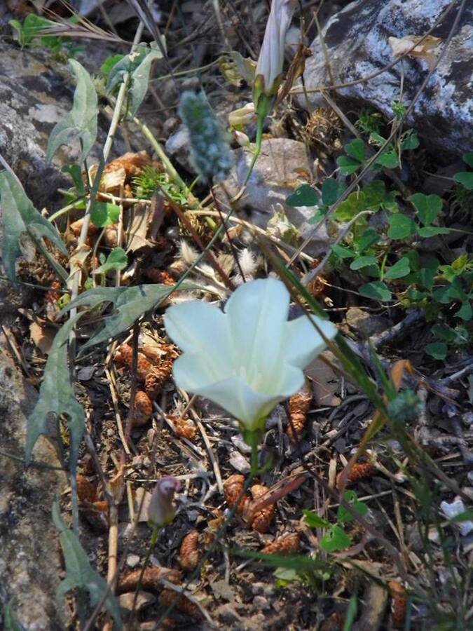 EyyÃƒÂƒÃ‚ÂƒÃƒÂ‚Ã‚Â¼p Selek Objektif 084.jpg