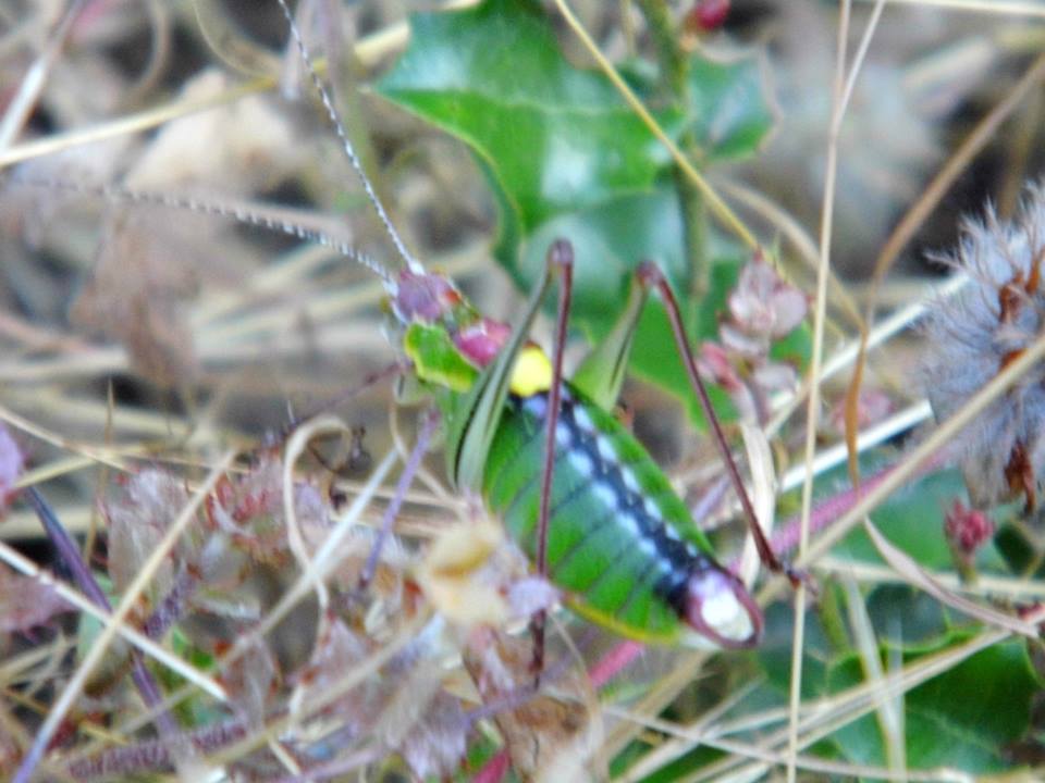 EyyÃƒÂƒÃ‚ÂƒÃƒÂ‚Ã‚Â¼p Selek Objektif 090.jpg