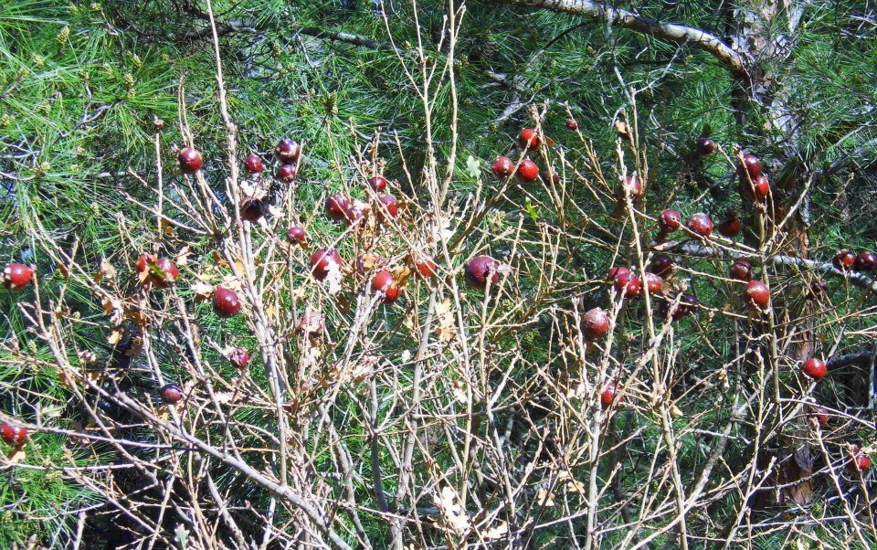 EyyÃƒÂƒÃ‚ÂƒÃƒÂ‚Ã‚Â¼p Selek Objektifi 002.jpg