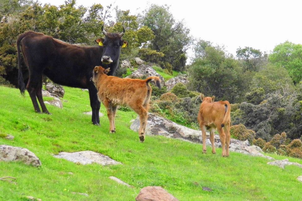 EyyÃƒÂƒÃ‚ÂƒÃƒÂ‚Ã‚Â¼p Selek Objektifi 005.jpg