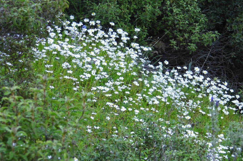 EyyÃƒÂƒÃ‚ÂƒÃƒÂ‚Ã‚Â¼p Selek Objektifi 036.jpg