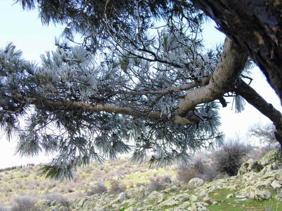 EyyÃƒÂƒÃ‚ÂƒÃƒÂ‚Ã‚Â¼p Selek Photos 011.jpg
