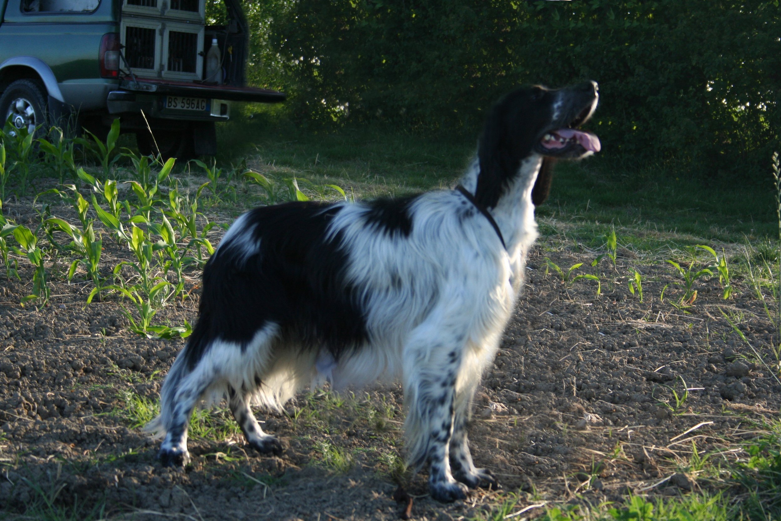 fastor della bassana.jpg