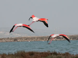 flamingo2.jpg